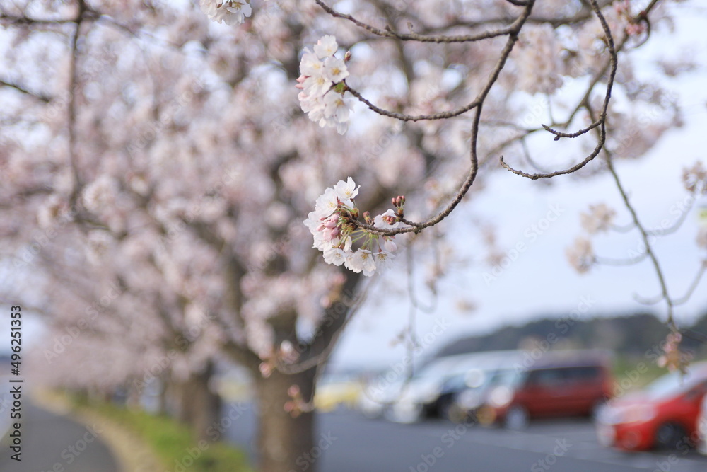 Naklejka premium 桜並木