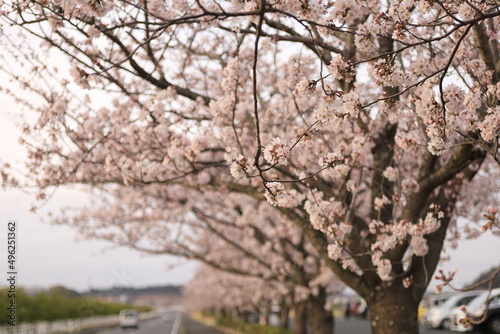 満開の桜並木 © amfactory