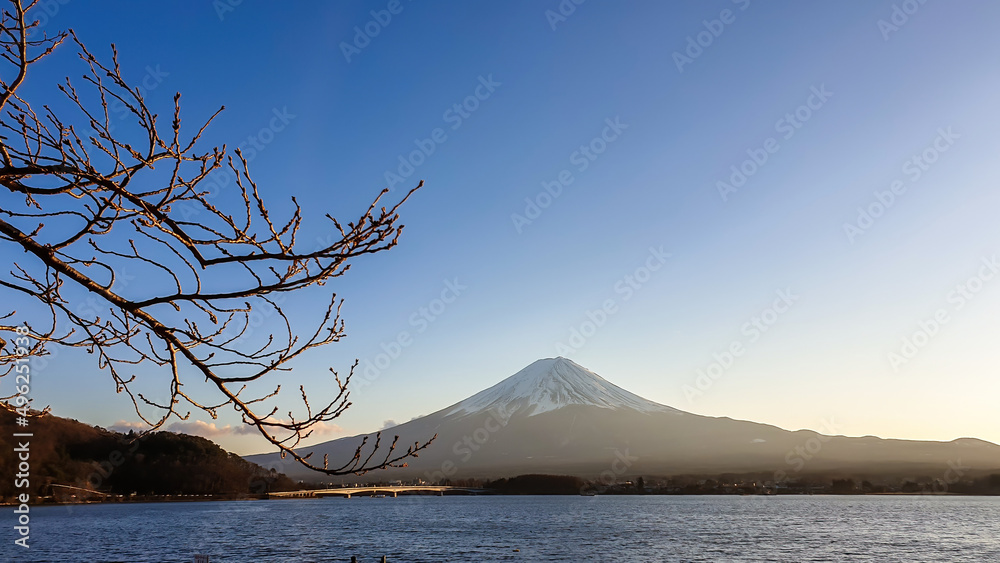 An idyllic view on Mt Fuji from the side of Kawaguchiko Lake, Japan. The mountain is surrounded by clouds. There are few tree branches on the side. Serenity and calmness. Soft colors of the sunset