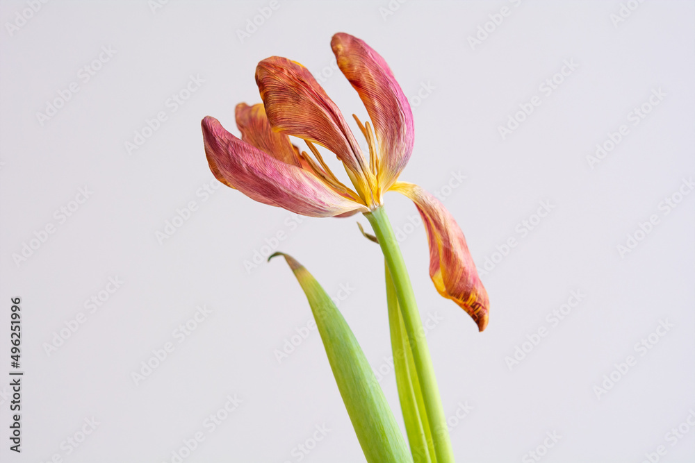 Fototapeta premium Tulpe