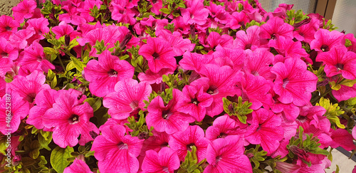 Panorama of pink Petunia flowers.