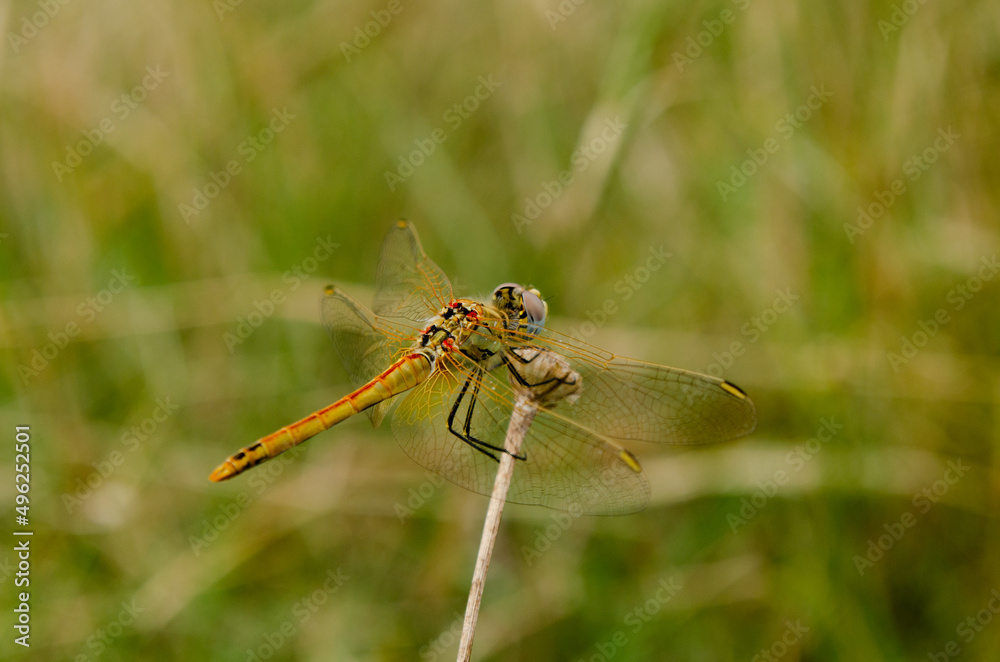 back dragonfly with beautiful colors perched on a branch in a field on a summer day back dragonfly with beautiful colors perched on a branch in a field on a summer day