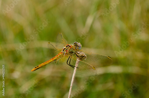 back dragonfly with beautiful colors perched on a branch in a field on a summer day
