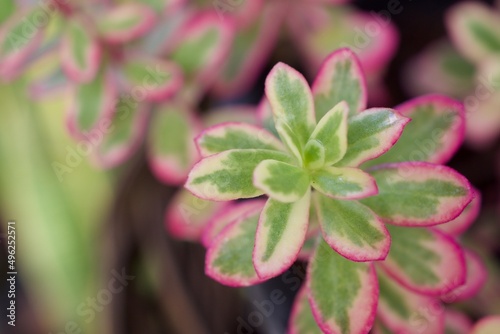 Succulent Tricolor Portulaca Grandiflora Seeds Trailing succulent plant Hana Misteria ,Pink portulaca Pilosa ,Rose Moss Colorful Leaves ,Purslane pink varigata ,Jual Tanaman ,Bonsai ornamental flower photo