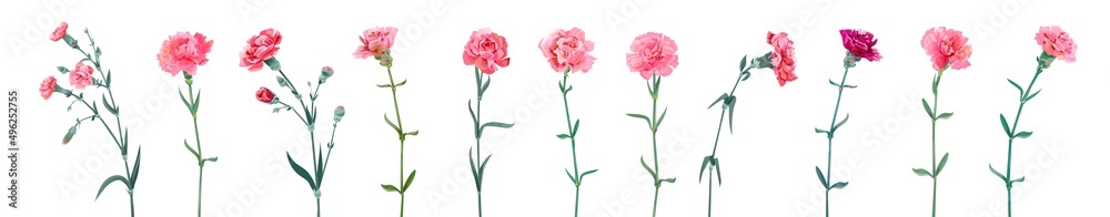 Panoramic view with carnation. Set of red and pink flowers, green leaves on white background, collection for Mother's Day, Victory Day, digital draw, vintage illustration, vector, watercolor style