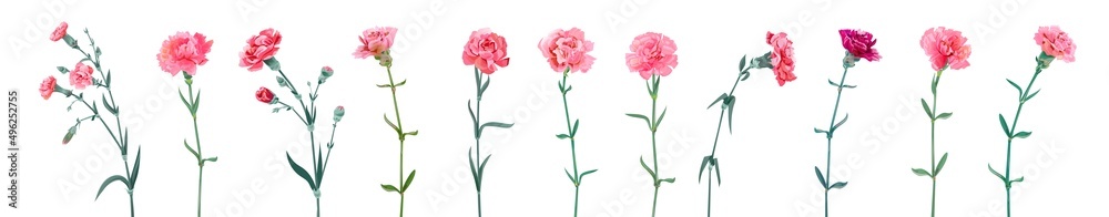 Panoramic view with carnation. Set of red and pink flowers, green leaves on white background, collection for Mother's Day, Victory Day, digital draw, vintage illustration, vector, watercolor style Panoramic view with carnation. Set of red and pink flowers, green leaves on white background, collection for Mother's Day, Victory Day, digital draw, vintage illustration, vector, watercolor style