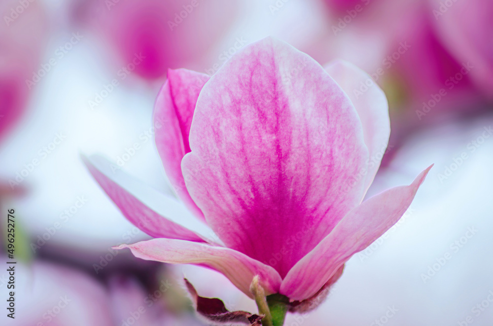 Blooming magnolia flower background