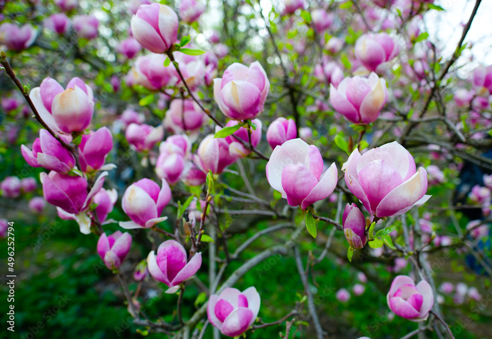 Blooming magnolia tree in a public park Blooming magnolia tree in a public park