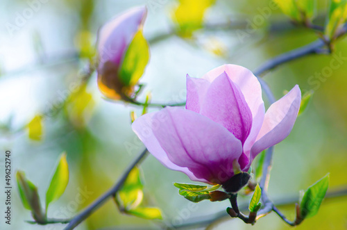 Blooming magnolia close-up background