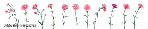 Fototapeta Naklejka Na Ścianę i Meble -  Panoramic view with carnation. Set of red and pink flowers, green leaves on white background, collection for Mother's Day, Victory Day, digital draw, vintage illustration, vector, watercolor style