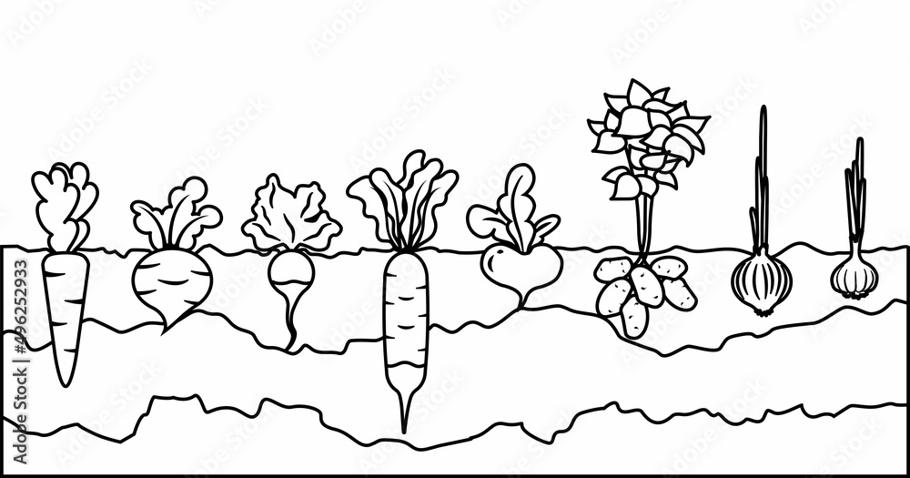 Fresh organic vegetable garden in linear style. Garden with different kind root veggies. Set