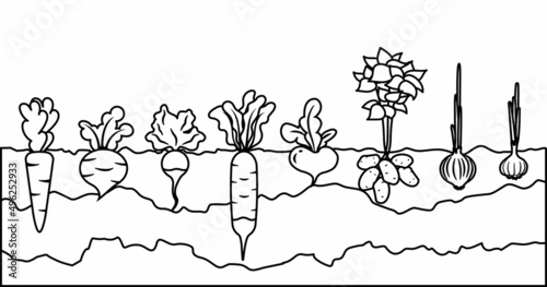 Fresh organic vegetable garden in linear style. Garden with different kind root veggies. Set vegetables plant growing underground. Design elements for banner, menu, poster, app, coloring pages