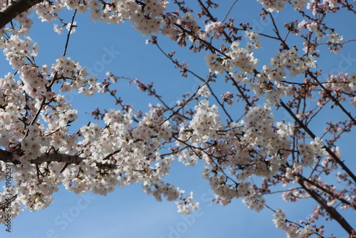 Cherry Blossom in Spring.  Cherry Blossom and the Sky.