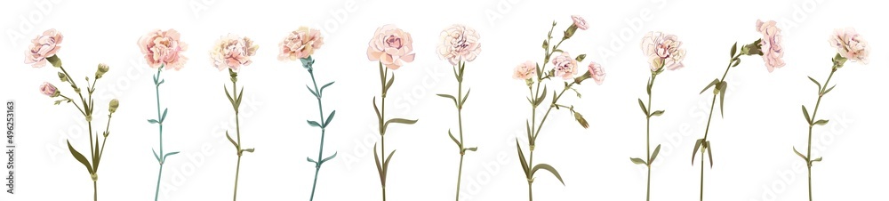 Panoramic view with carnation. Set of white flowers, green leaves on white background, collection for Mother's Day, Victory Day, digital draw, vintage illustration, vector, watercolor style