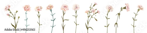 Panoramic view with carnation. Set of white flowers, green leaves on white background, collection for Mother's Day, Victory Day, digital draw, vintage illustration, vector, watercolor style