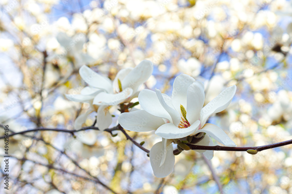Blooming white magnolia tree in a public park Blooming white magnolia tree in a public park