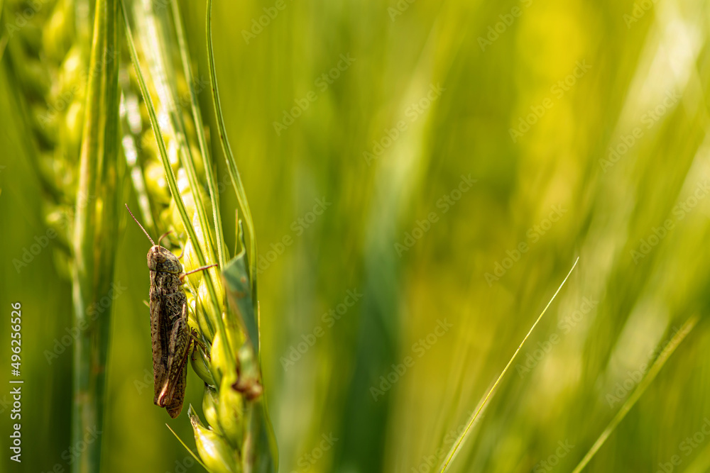 Fototapeta premium insect on green wheat, close-up, selective focus, defocused background