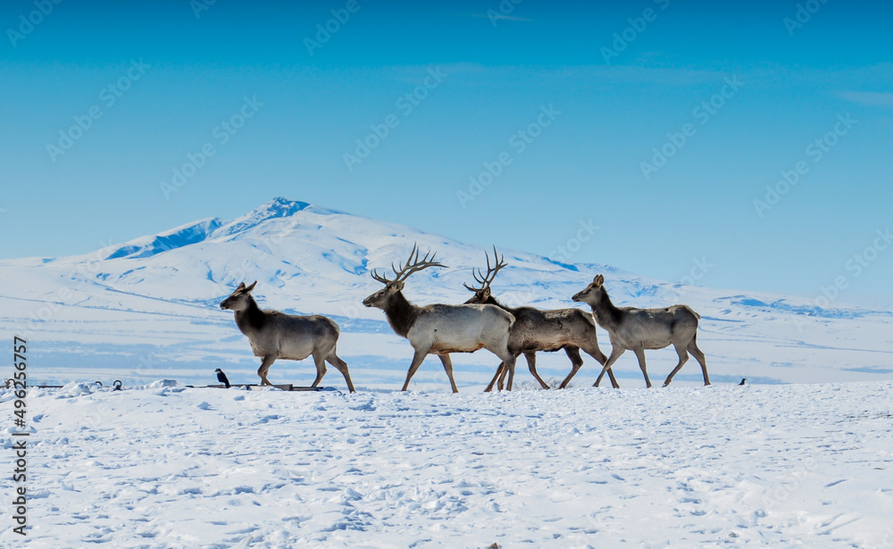 Deer in the snow in the natural streak of the nature reserve in the mountains. The symbol of the New Year and Christmas of the team of Santa Claus, the leader of the pack of the leader of the reindeer Deer in the snow in the natural streak of the nature reserve in the mountains. The symbol of the New Year and Christmas of the team of Santa Claus, the leader of the pack of the leader of the reindeer