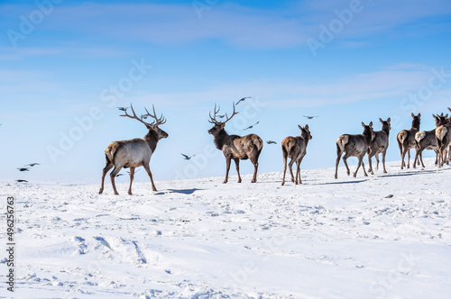 Fototapeta Naklejka Na Ścianę i Meble -  Deer in the snow in the natural streak of the nature reserve in the mountains. The symbol of the New Year and Christmas of the team of Santa Claus, the leader of the pack of the leader of the reindeer