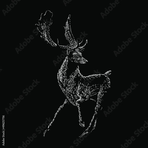 fallow deer illustration isolated on black background