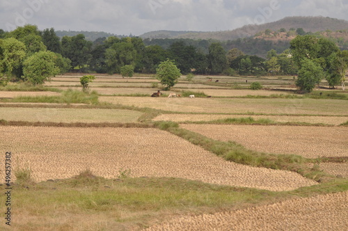 rice field in the morning