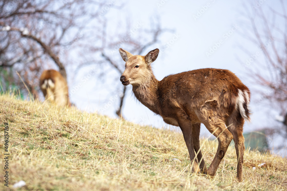 Beautiful spotted deer in the mountains against the background of green grass and snow. Fairytale spring landscape with wild animals. Beautiful spotted deer in the mountains against the background of green grass and snow. Fairytale spring landscape with wild animals.