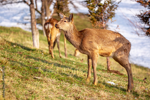 Beautiful spotted deer in the mountains against the background of green grass and snow. Fairytale spring landscape with wild animals.