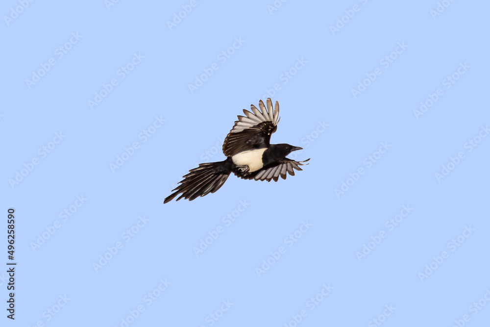 Fototapeta premium Common Magpie (Pica pica) in flight