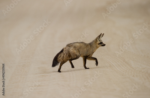 Bat-eared fox (Otocyon megalotis) Kgalagadi Transfrontier Park, South Africa photo