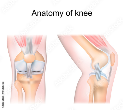 knee anatomy. side and front view. Cross section of the joint