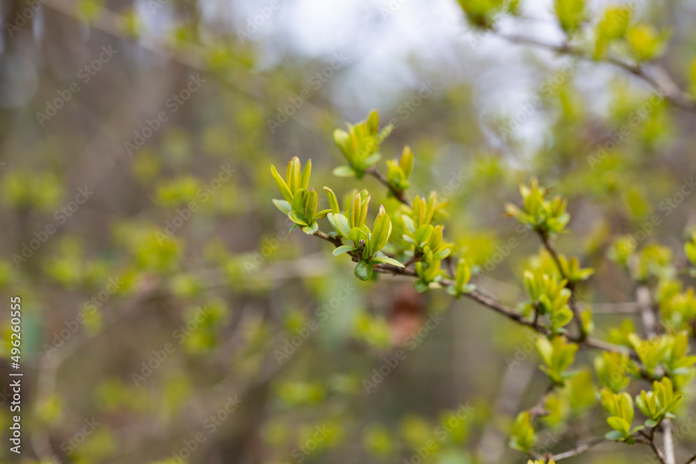 close-up Young, succulent leaves of boxwood, green defocus background. Evergreen Garden, selective focus close-up Young, succulent leaves of boxwood, green defocus background. Evergreen Garden, selective focus