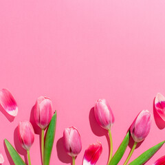 Pink tulips on pink background, border for spring, Mothers day, Womens day