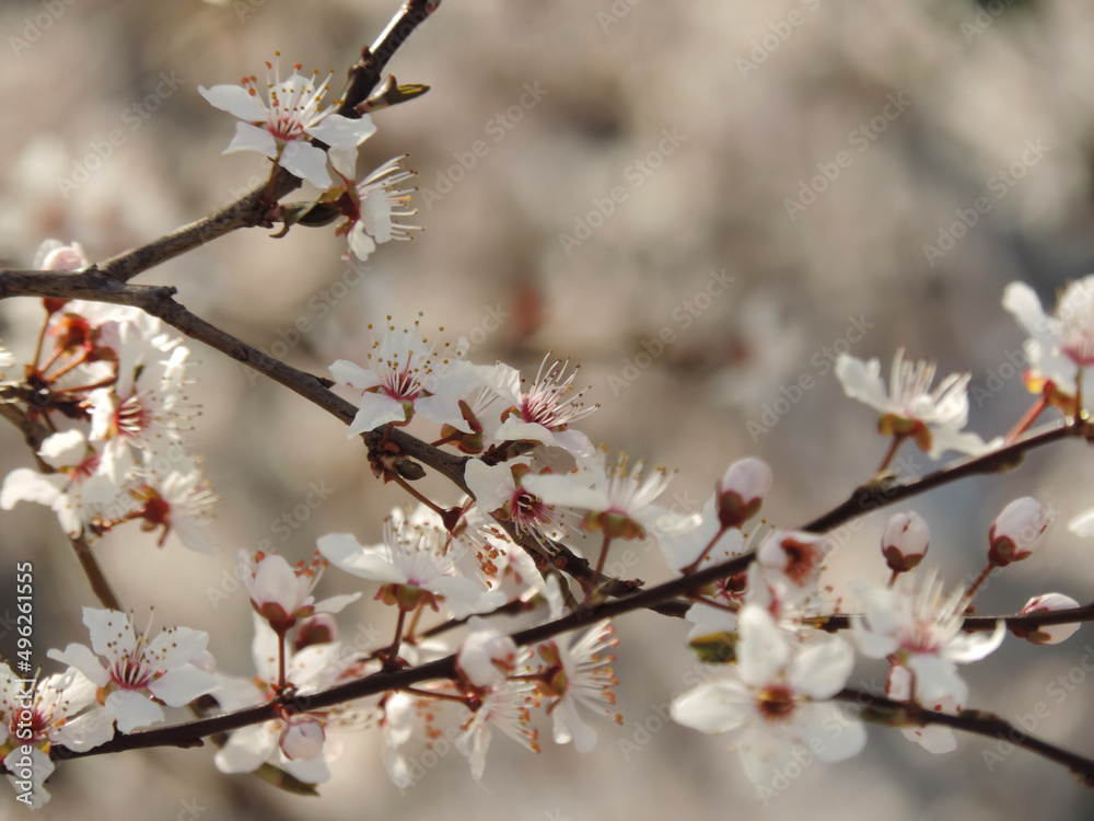 branch of plum tree with blooming white flowers on blured background.
