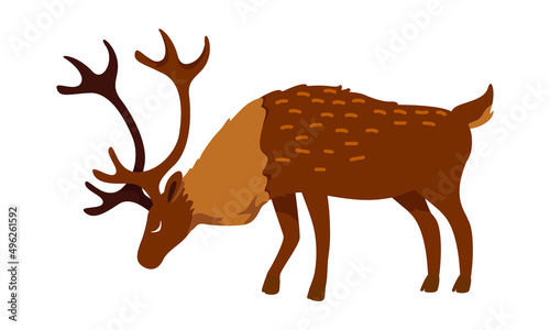 Full grown deer semi flat color vector character. Posing figure. Full body animal on white. Hoofed mammal with antlers simple cartoon style illustration for web graphic design and animation