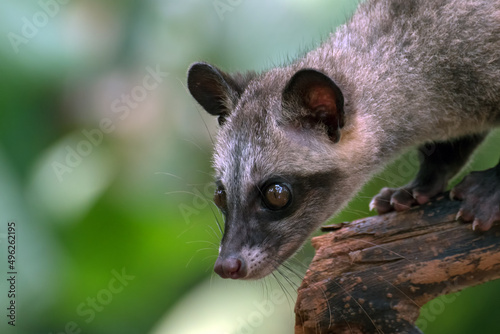 Portrait of a toddy cat on a wooden fence, Indonesia photo