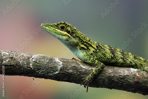 Close-Up of an Indonesian false bloodsucker lizard on a branch, Indonesia photo