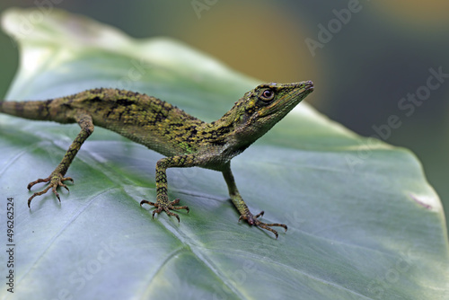 Close-Up of an Indonesian false bloodsucker lizard on a leaf, Indonesia