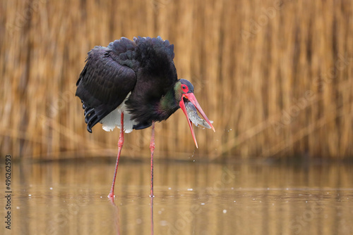 Black stork, ciconia nigra, fishing in wetland in springtime nature. Dark bird with long legs and beak hunting in water. Wading predator eating fish in swamp. photo