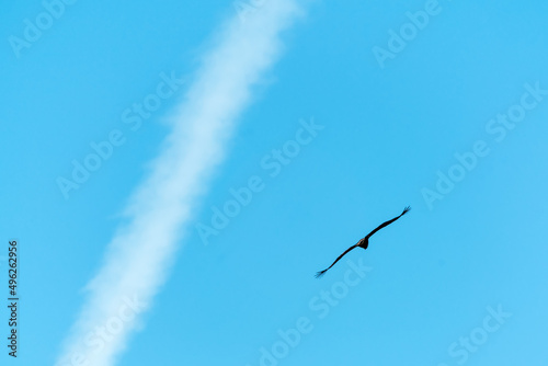 Silhouette Steppe eagle flying in blue sky