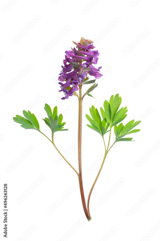 Hollowroot, Corydalis cava isolate on a white background, clipping path, no shadows. Corydalis cava, violet spring flowers of corydalis, macro, close-up. Hollowroot, Corydalis cava isolate on a white background, clipping path, no shadows. Corydalis cava, violet spring flowers of corydalis, macro, close-up.