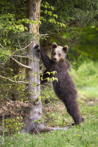 Young brown bear, ursus arctos, leaning on tree in vertical shot in summer. Juvenile predator standing upright in forest. Immature wild mammal touhing wood. photo