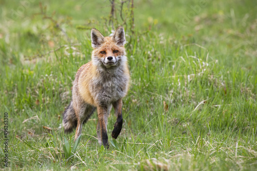 Red fox, vulpes vulpes, approaching on grassland in summertime nature. Orange mammal coming closer on meadow from front. Little predator moving on green field. © WildMedia