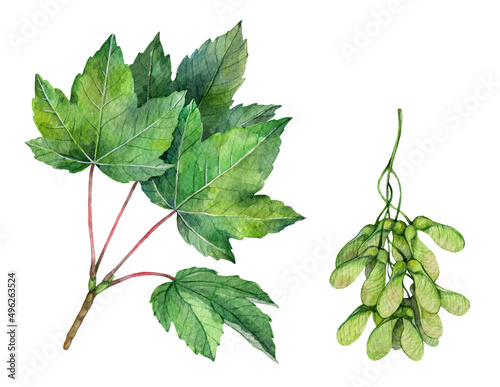 Watercolor sycamore maple branch and fruits. Acer pseudoplatanus isolated on white background. Hand drawn painting plant illustration. photo
