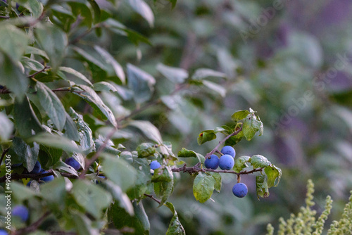 Wild plum tree with fruit on a branches photo