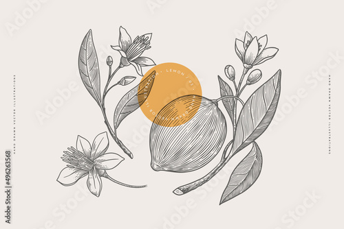 Hand-drawn lemon fruit and flowers. Dessert fruit in engraving style. Design element for markets, shops, cafes, restaurants and packaging. Vintage botanical illustration on light background isolated.
