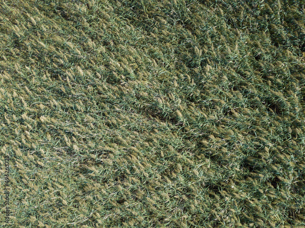 Top view on background texture of green grass reeds Top view on background texture of green grass reeds