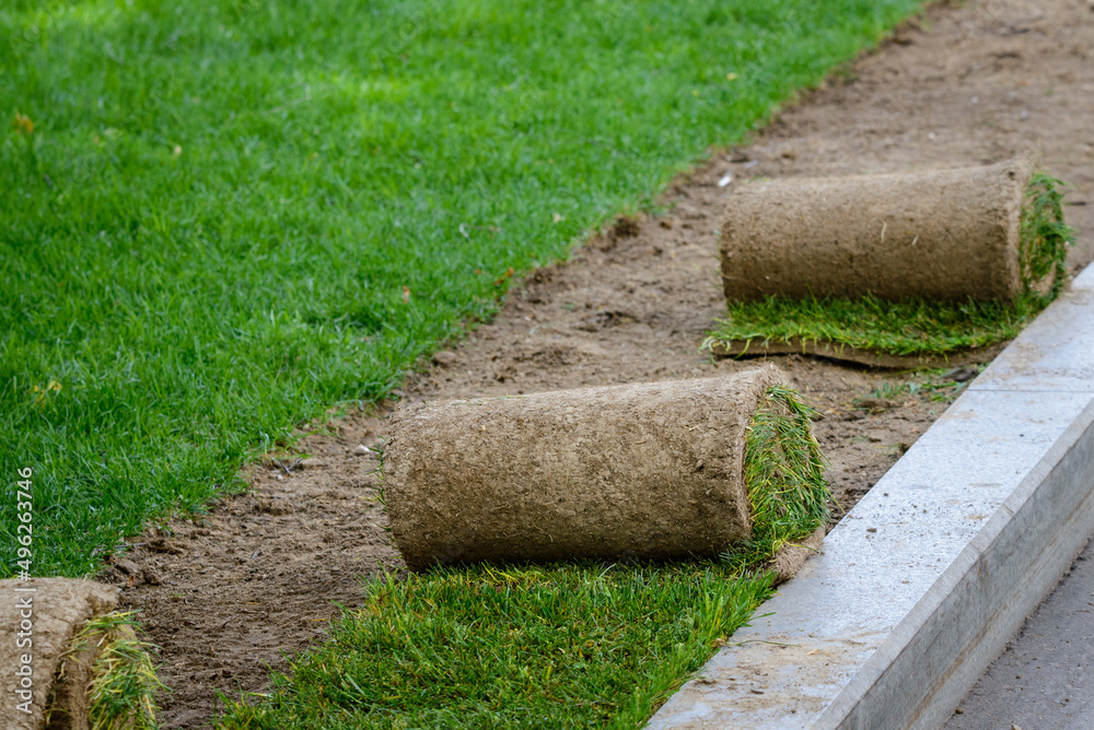 Restoration of a lawn covering with the help of a rolled lawn. Real grass in peat rolls. Quick way to improve the territory