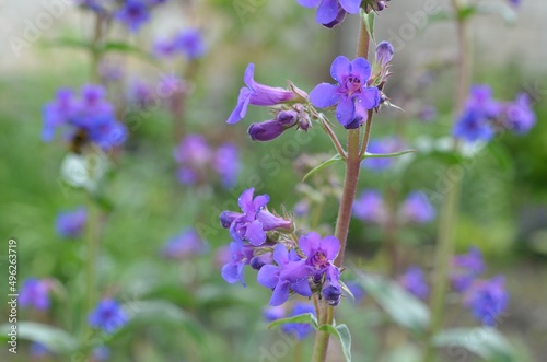 Blooming beardtongue, scientific name Penstemon mensarum