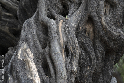 300 YEAR OLD OLIVE TREE in san francisco javier vigge biaundo mission loreto photo