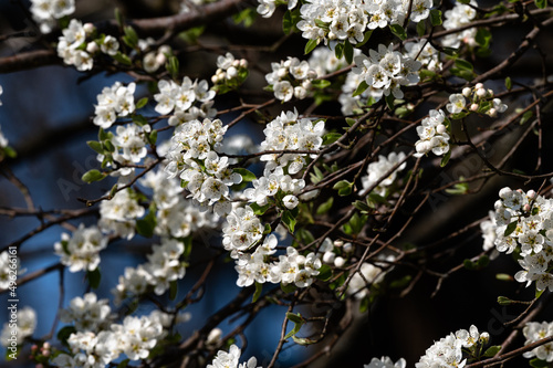 Prunus spinosa - Blackthorn - Prunelier